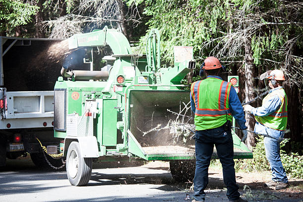 Reliable Scottsboro, AL Tree Care Solutions