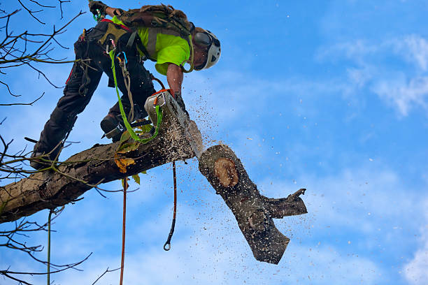 How Our Tree Care Process Works  in  Scottsboro, AL